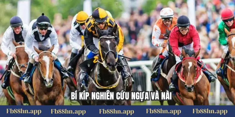 Bí kíp nghiên cứu ngựa và nài