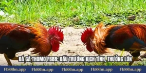 Đá Gà Thomo Fb88: Đấu Trường Kịch Tính, Thưởng Lớn