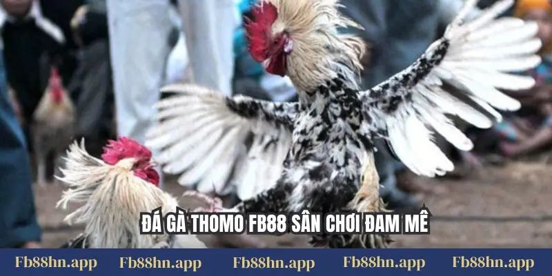 Đá gà Thomo FB88 sân chơi đam mê